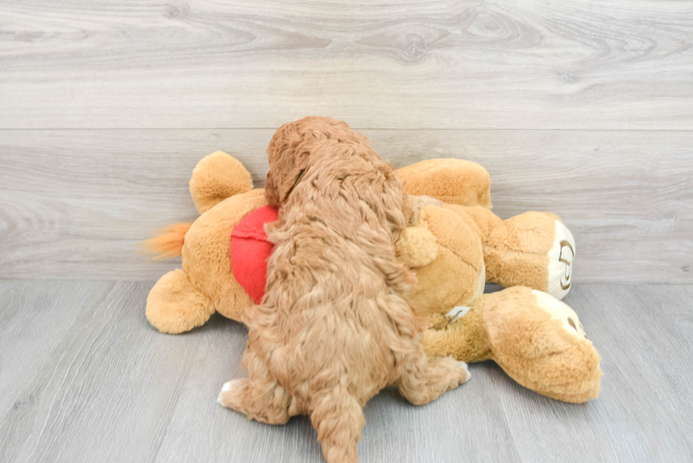 Happy Cavapoo Baby