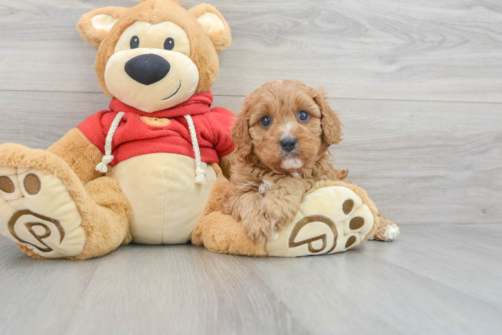 Best Cavapoo Baby