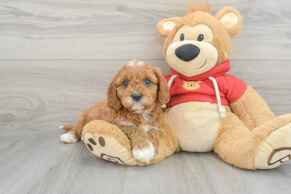 Cavapoo Puppy for Adoption