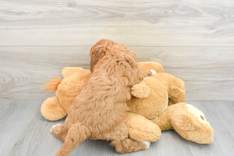 Playful Cavoodle Poodle Mix Puppy