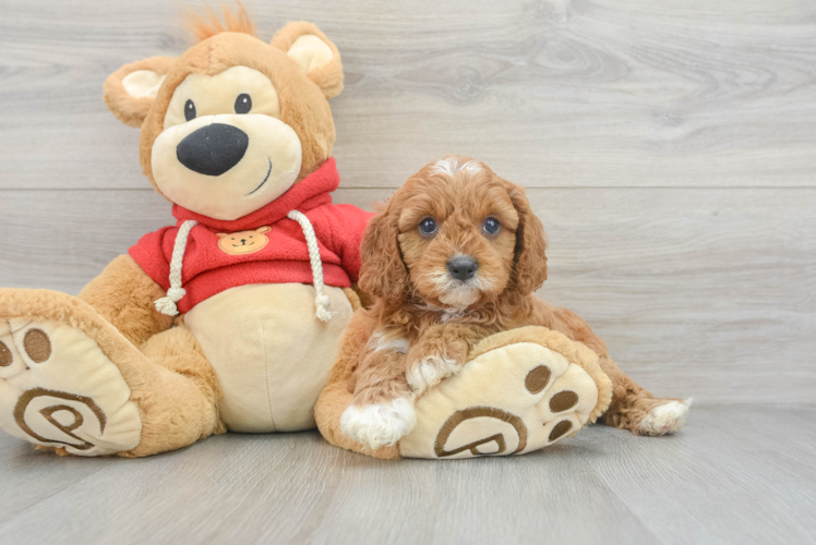 Funny Cavapoo Poodle Mix Pup