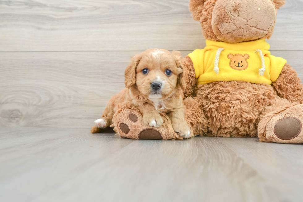 Petite Cavapoo Poodle Mix Pup