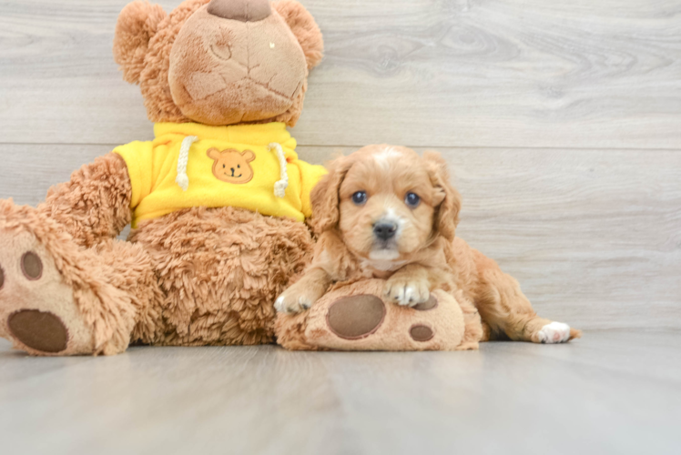 Cavapoo Puppy for Adoption