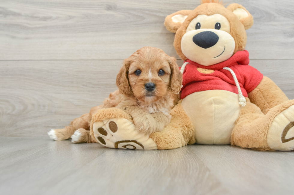 6 week old Cavapoo Puppy For Sale - Premier Pups