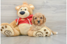 Cavapoo Puppy for Adoption