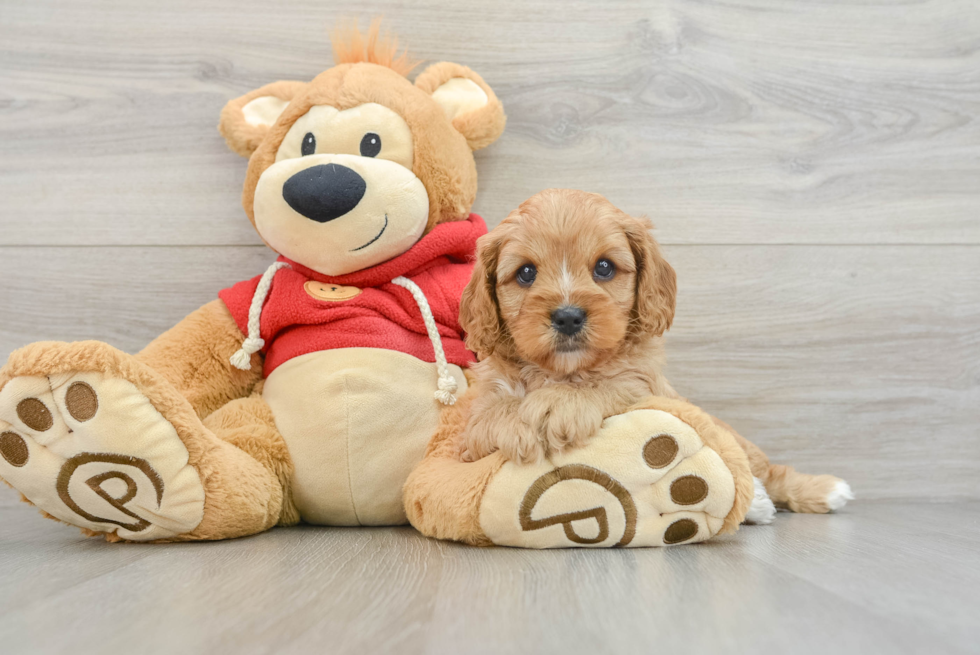 Cavapoo Puppy for Adoption