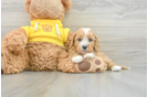 Fluffy Cavapoo Poodle Mix Pup