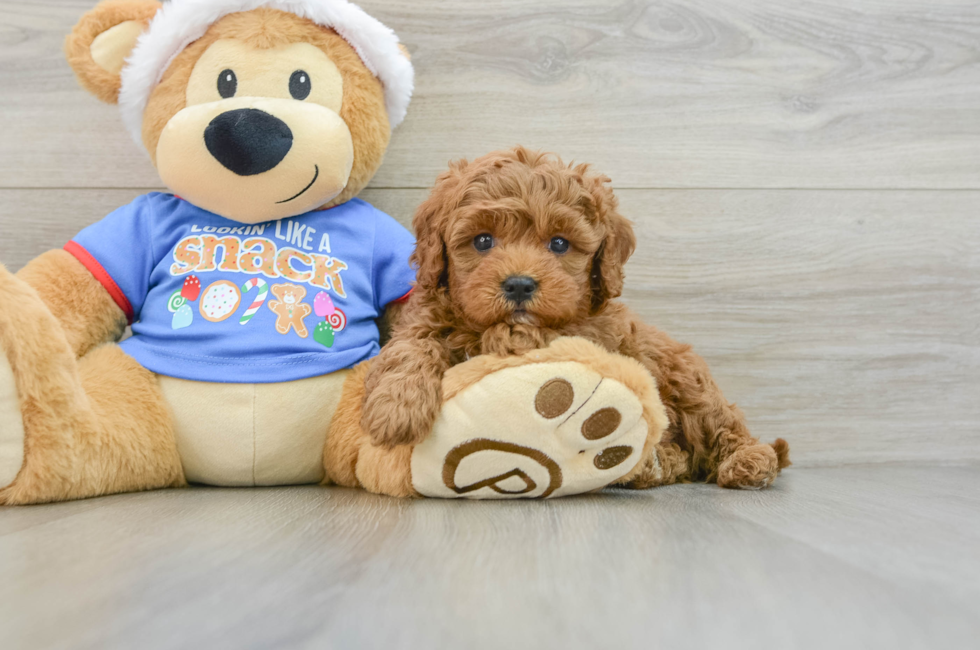 5 week old Cavapoo Puppy For Sale - Premier Pups