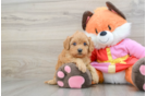 Funny Cavapoo Poodle Mix Pup