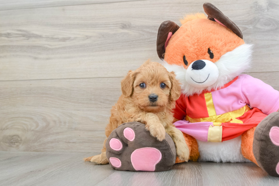 Funny Cavapoo Poodle Mix Pup