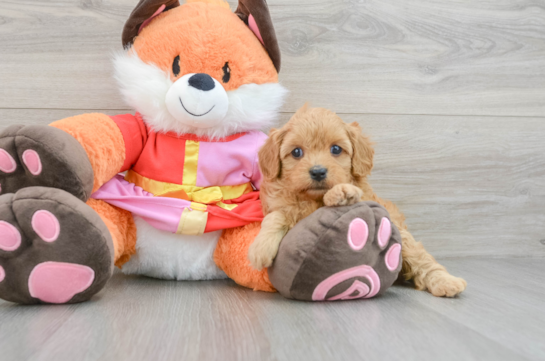 Cavapoo Pup Being Cute