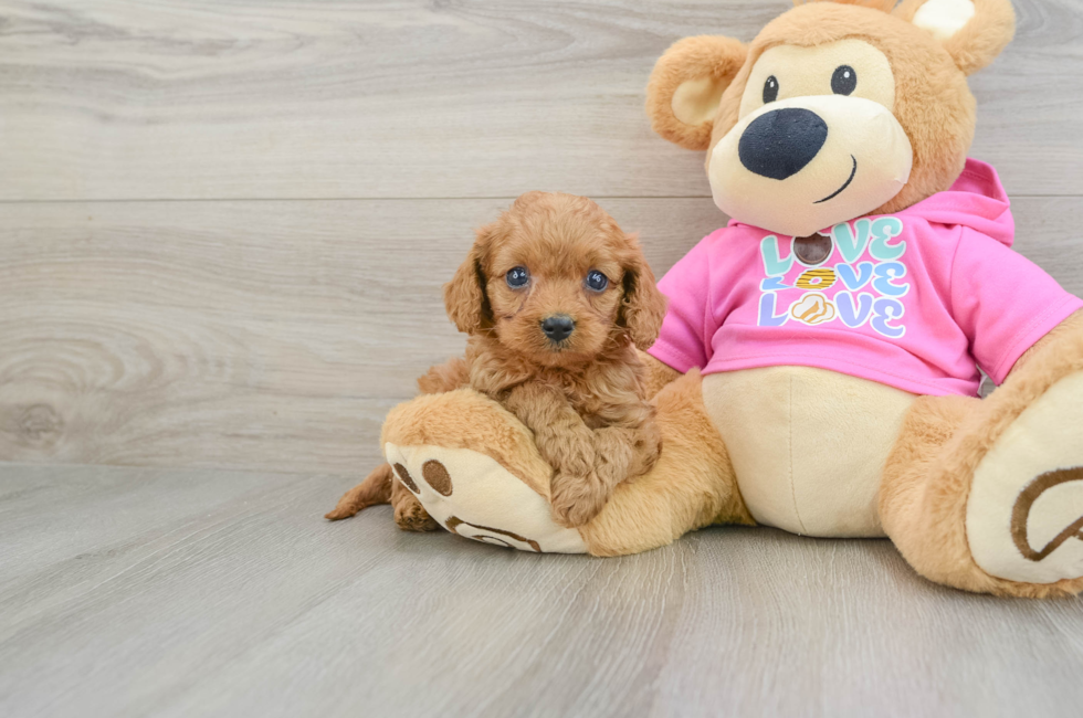 6 week old Cavapoo Puppy For Sale - Premier Pups