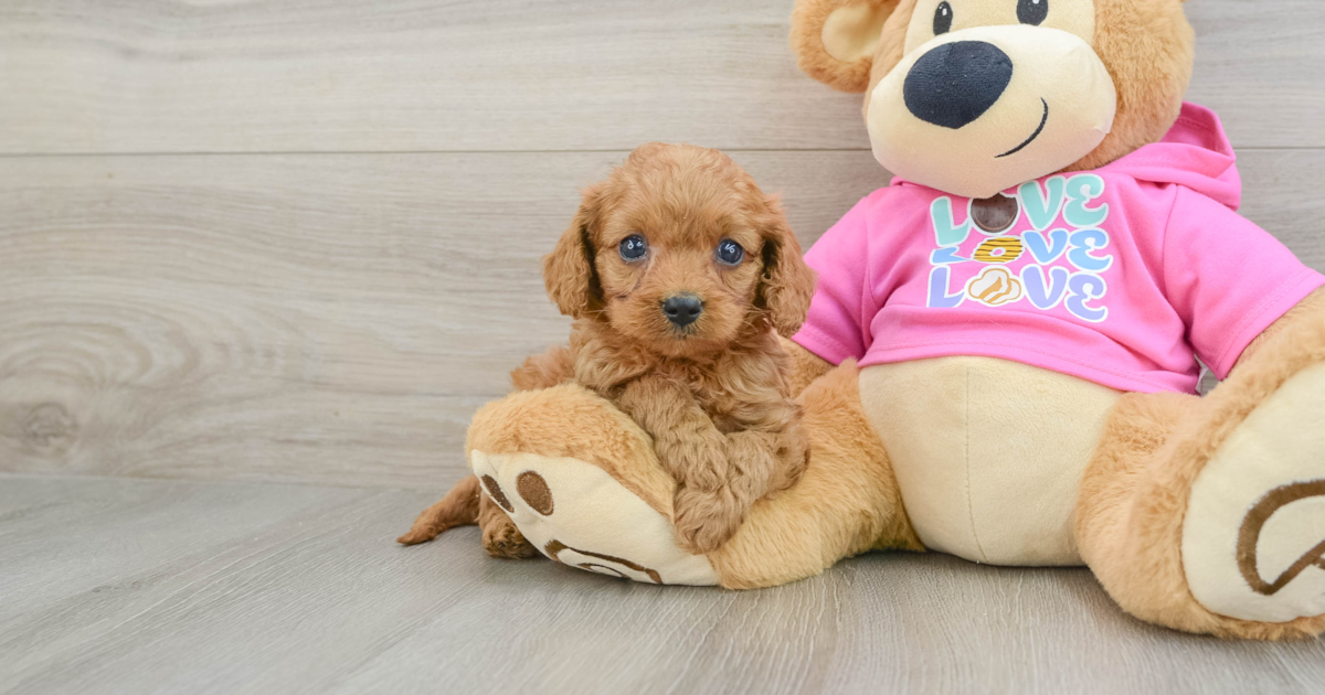 Little Cavapoo Prime: 3lb 3oz Doodle Puppy