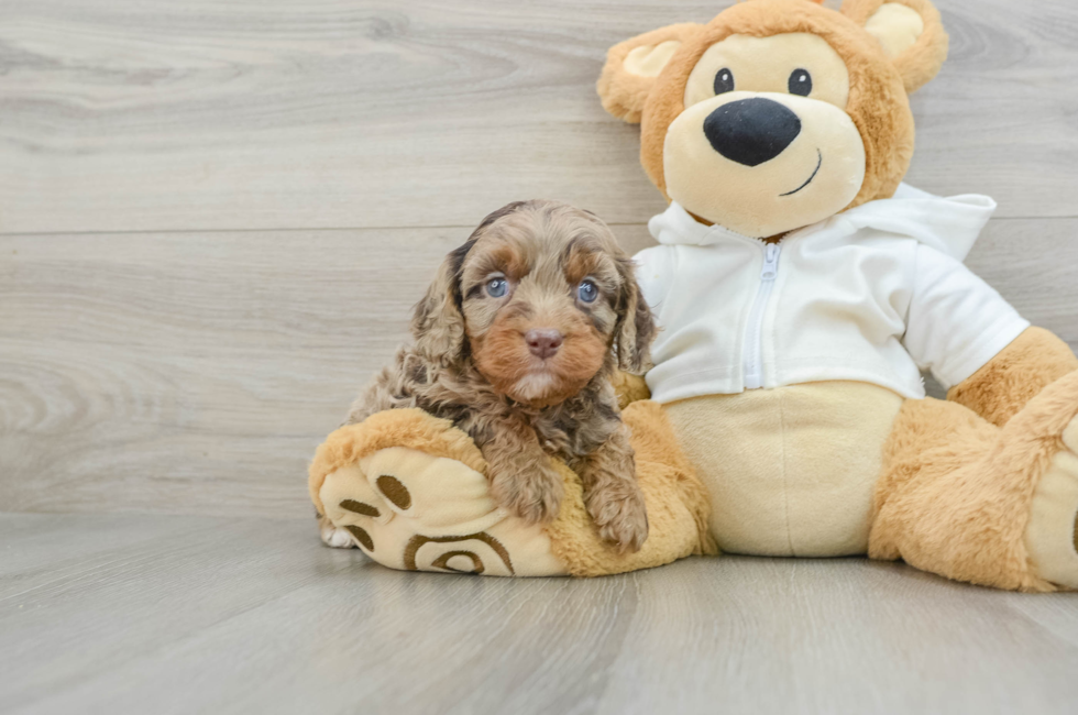 6 week old Cavapoo Puppy For Sale - Premier Pups