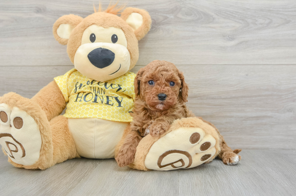 6 week old Cavapoo Puppy For Sale - Premier Pups