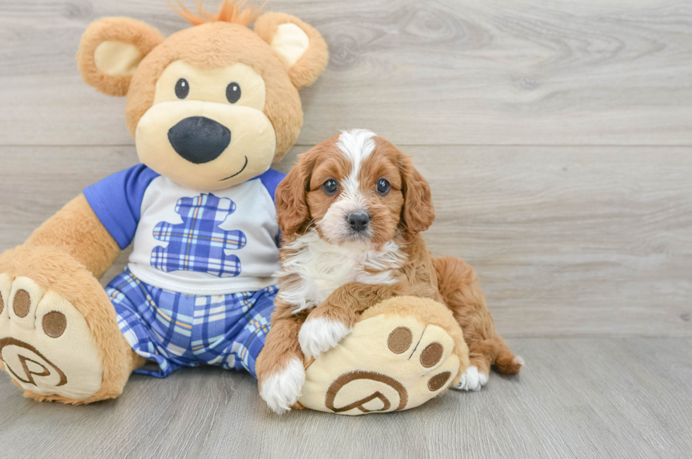 5 week old Cavapoo Puppy For Sale - Premier Pups