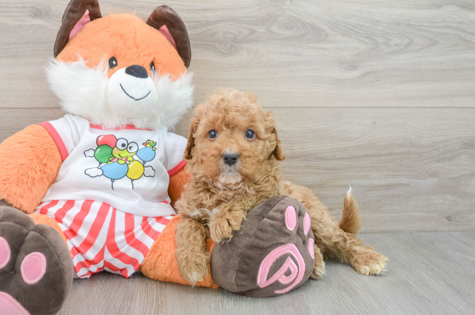 5 week old Cavapoo Puppy For Sale - Premier Pups