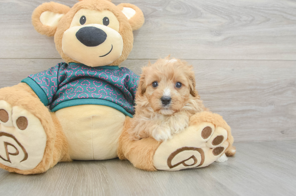 6 week old Cavapoo Puppy For Sale - Premier Pups