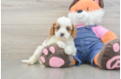 Best Cavapoo Baby