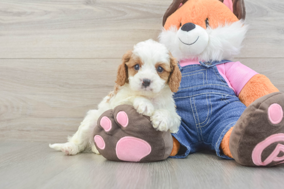 Best Cavapoo Baby
