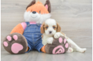 Cavapoo Puppy for Adoption
