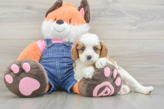 Cavapoo Puppy for Adoption