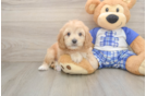 Best Cavapoo Baby