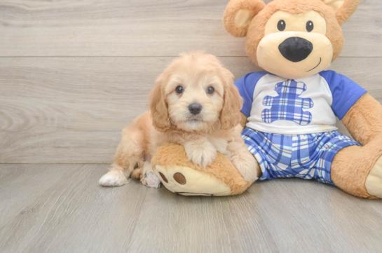 Best Cavapoo Baby