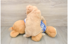 Hypoallergenic Cavadoodle Poodle Mix Puppy