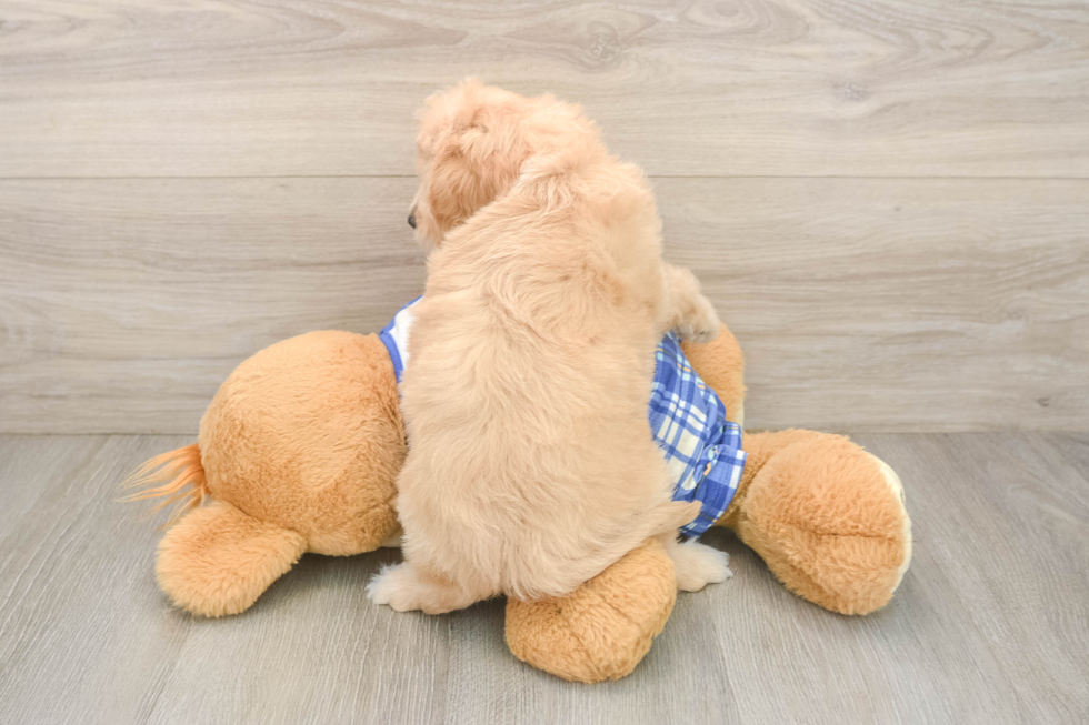 Hypoallergenic Cavadoodle Poodle Mix Puppy