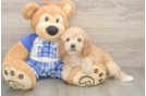 Cavapoo Pup Being Cute