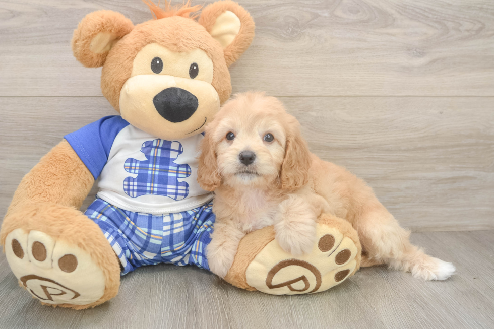 Cavapoo Pup Being Cute