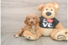 Cavapoo Puppy for Adoption