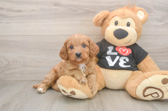 Cavapoo Puppy for Adoption