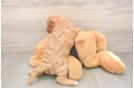 Cavapoo Puppy for Adoption