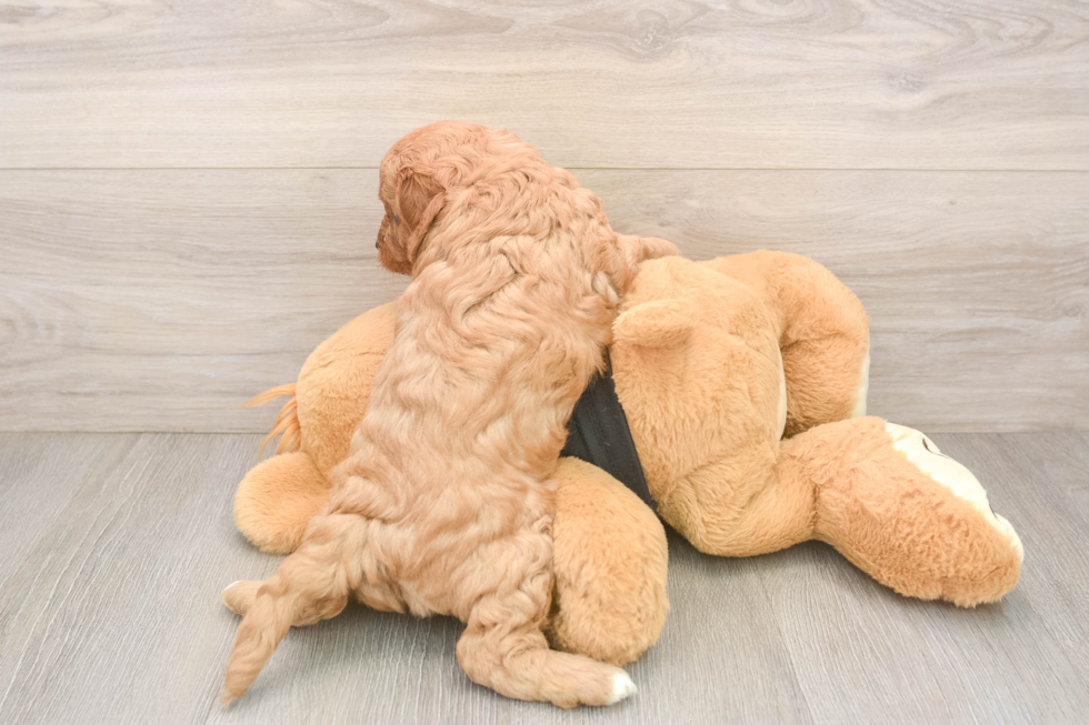 Cavapoo Puppy for Adoption