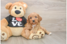 Cavapoo Pup Being Cute