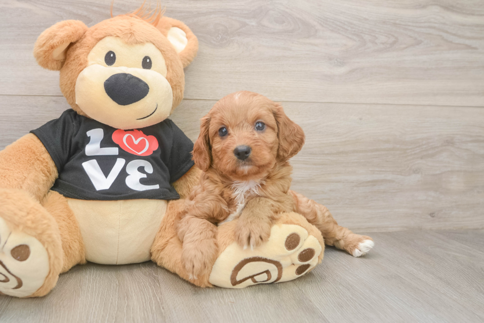 Cavapoo Pup Being Cute