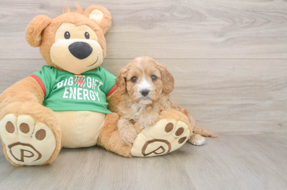 5 week old Cavapoo Puppy For Sale - Premier Pups