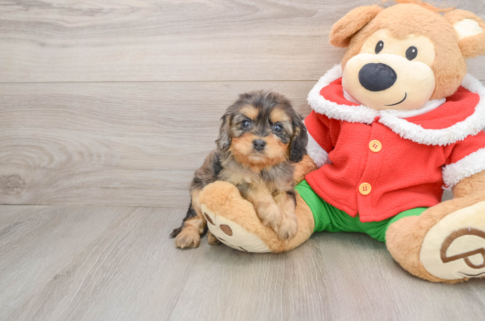 5 week old Cavapoo Puppy For Sale - Premier Pups