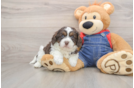 Adorable Cavalier King Charles Spaniel and Poodle Mix Poodle Mix Puppy