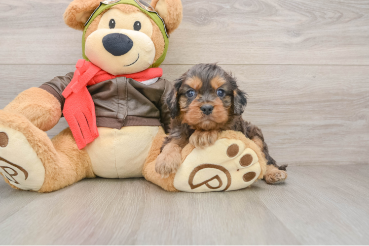 Fluffy Cavapoo Poodle Mix Pup