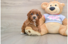 Adorable Cavalier King Charles Spaniel and Poodle Mix Poodle Mix Puppy