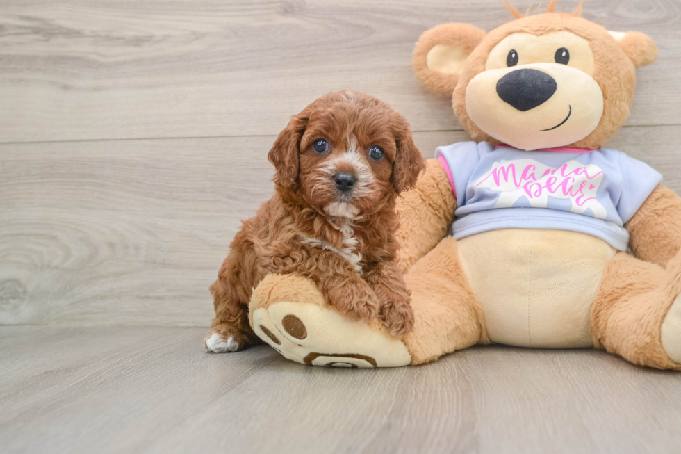 Adorable Cavalier King Charles Spaniel and Poodle Mix Poodle Mix Puppy