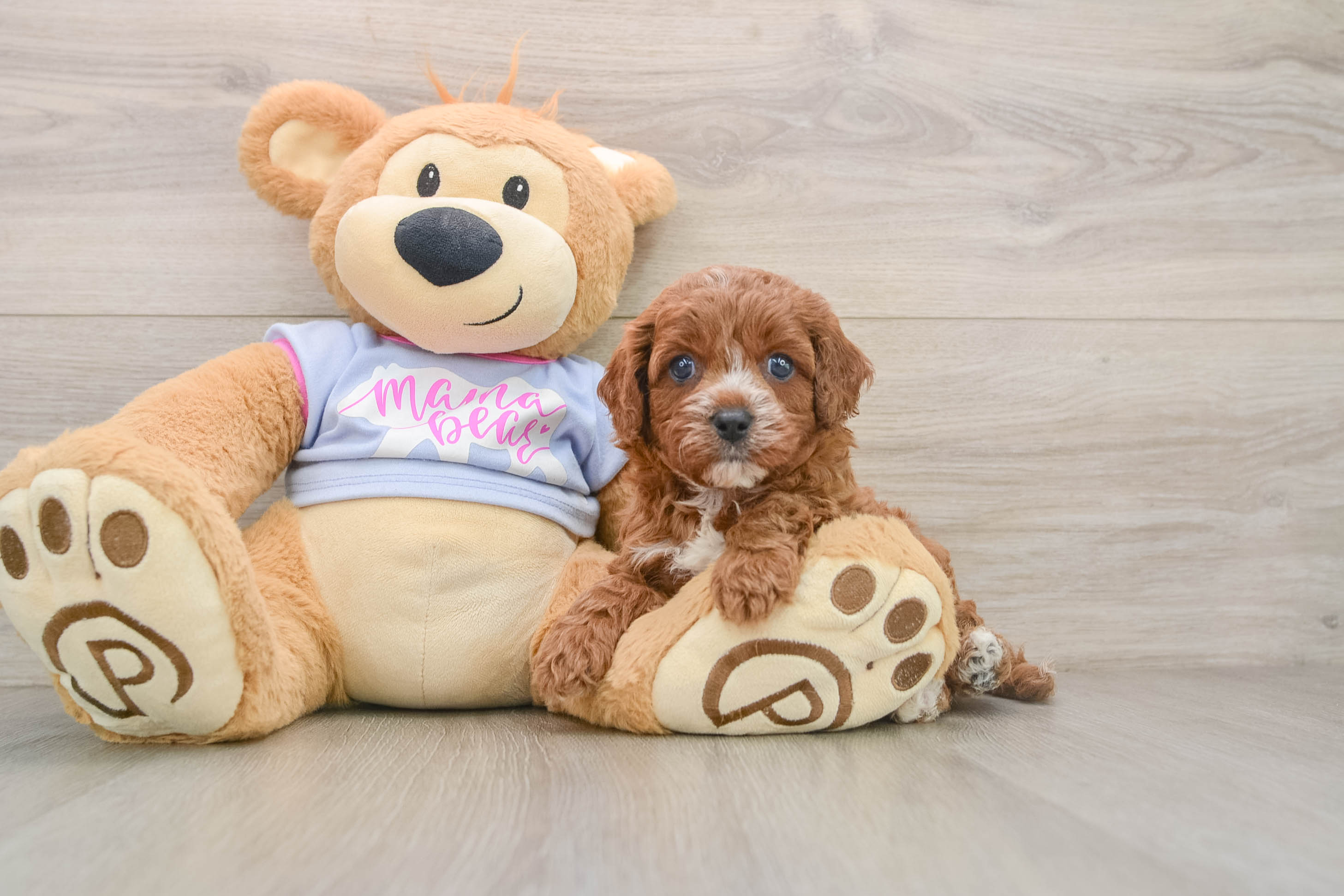 Friendly Cavapoo Baby