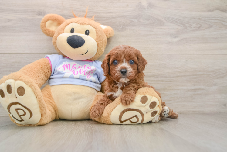 Friendly Cavapoo Baby