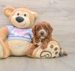 5 week old Cavapoo Puppy For Sale - Premier Pups