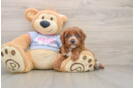 Friendly Cavapoo Baby