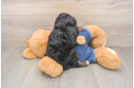 Best Cavapoo Baby