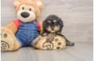 Energetic Cavoodle Poodle Mix Puppy